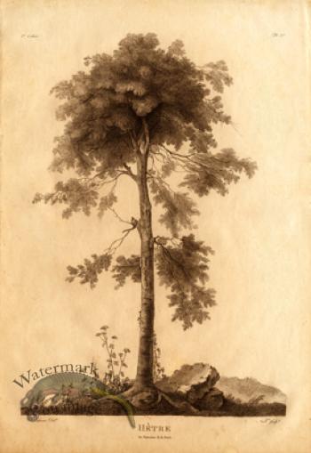 Defiennes Trees 07 S